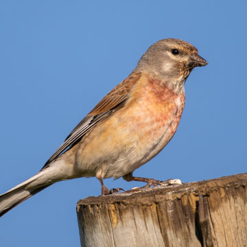 Common Linnet