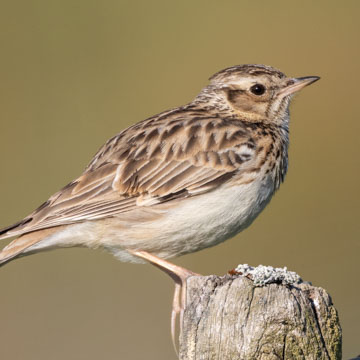 Woodlark