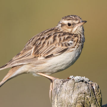 Woodlark