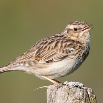 Woodlark