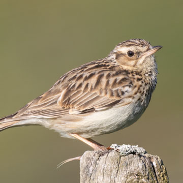 Woodlark