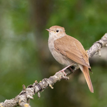 Common Nightingale