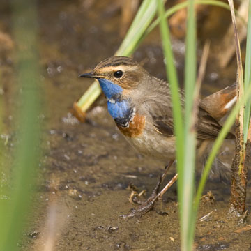 Bluethroat