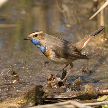 Bluethroat