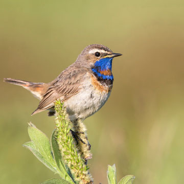 Blaukehlchen