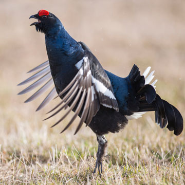 Black Grouse