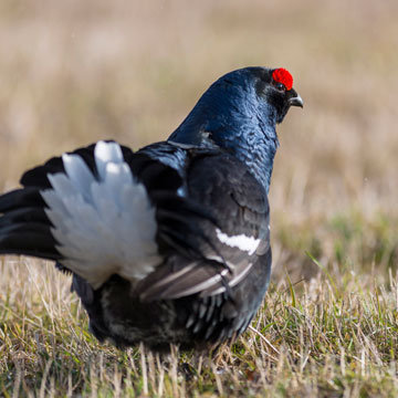 Black Grouse