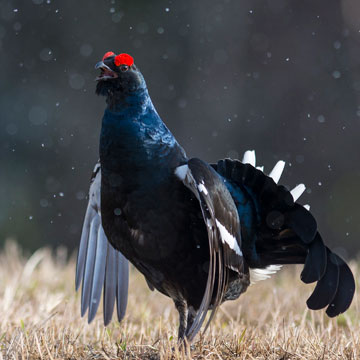 Black Grouse