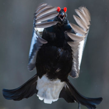 Black Grouse