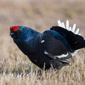 Black Grouse