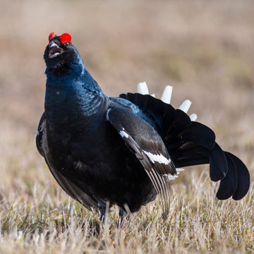 Black Grouse