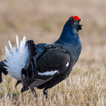 Black Grouse