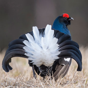 Black Grouse