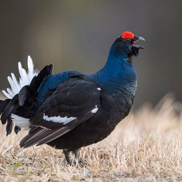 Black Grouse