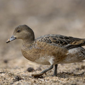 Eurasian Wigeon