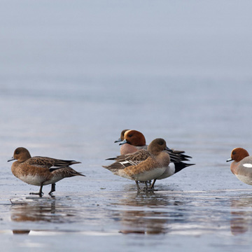 Eurasian Wigeon