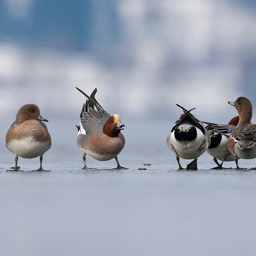 Eurasian Wigeon