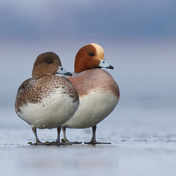 Eurasian Wigeon