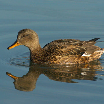 Gadwall