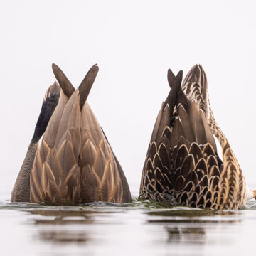Gadwall