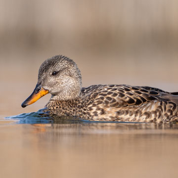 Gadwall