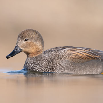 Gadwall