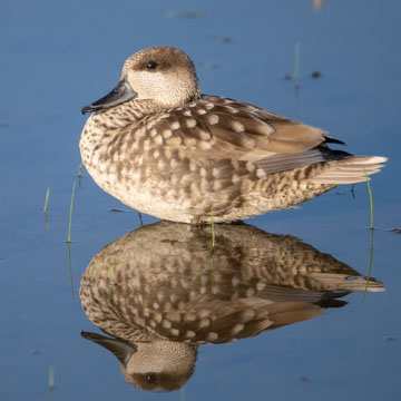 Marbled Duck