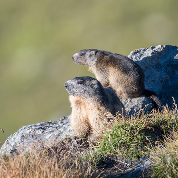 Alpine Marmot