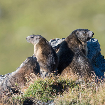 Alpine Marmot