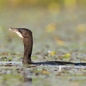 Pygmy Cormorant