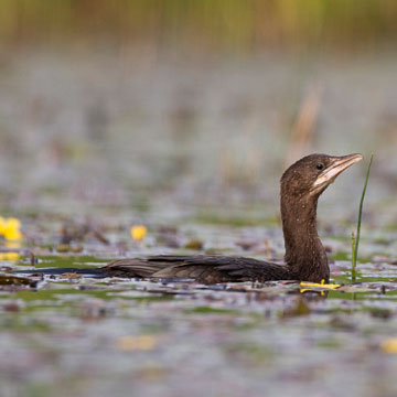 Pygmy Cormorant
