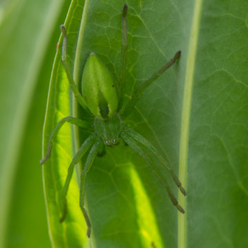 Green Huntsman Spider