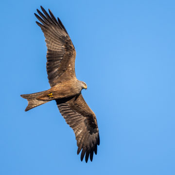 Black Kite