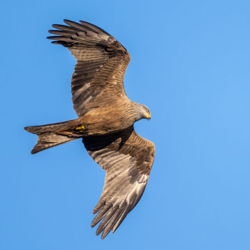 Black Kite