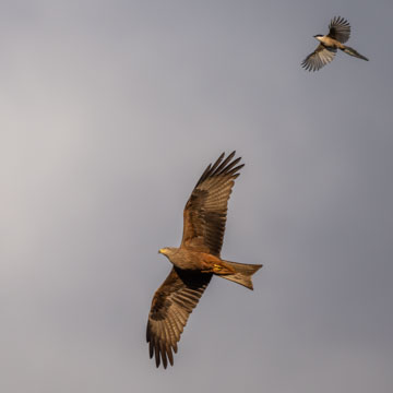 Black Kite