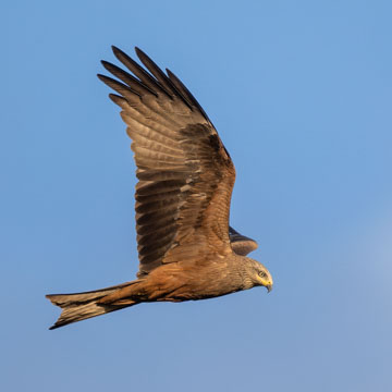 Black Kite