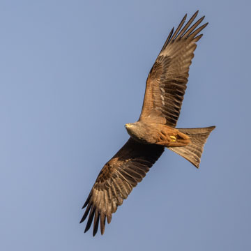Black Kite