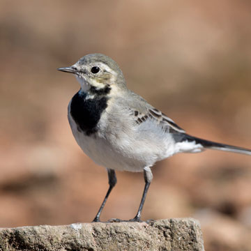 White Wagtail