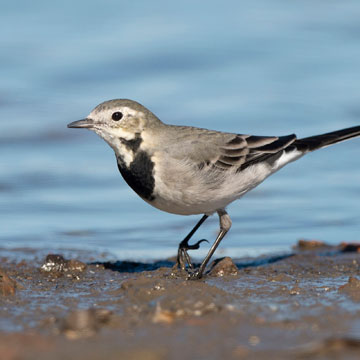 White Wagtail