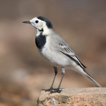 White Wagtail