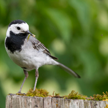 White Wagtail