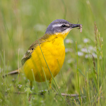 Western Yellow Wagtail