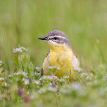 Western Yellow Wagtail