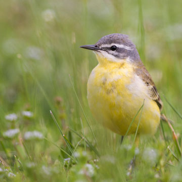 Western Yellow Wagtail