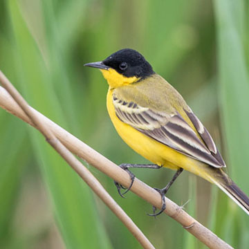 Western Yellow Wagtail