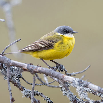 Western Yellow Wagtail