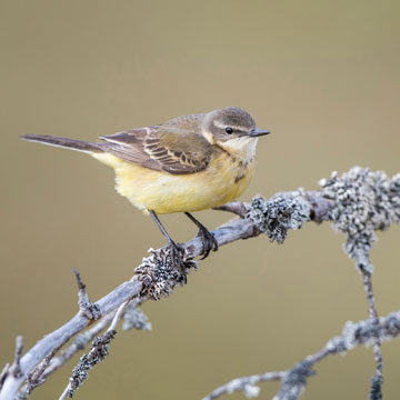 Western Yellow Wagtail