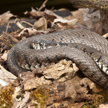 Grass Snake