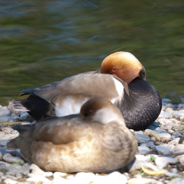 Red-crested Pochard