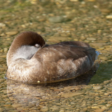 Red-crested Pochard
